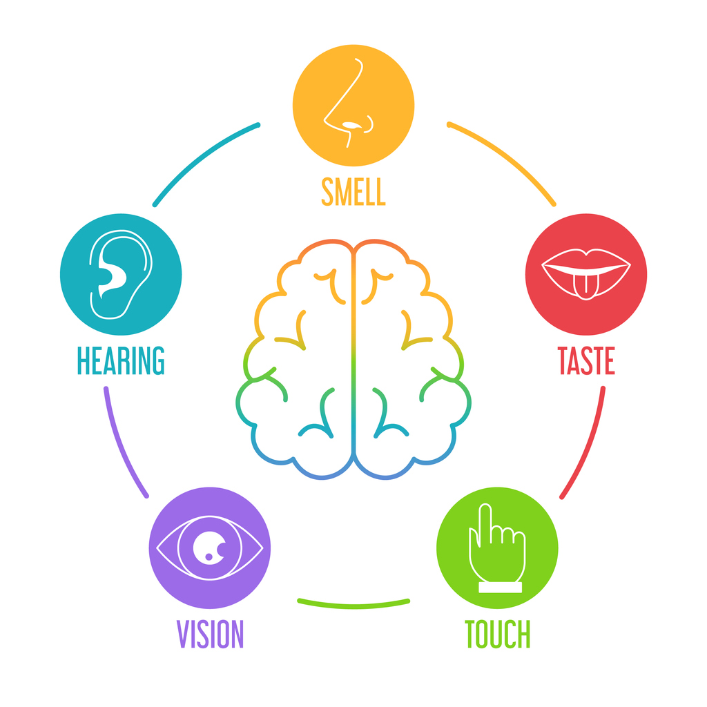 sensorial organs