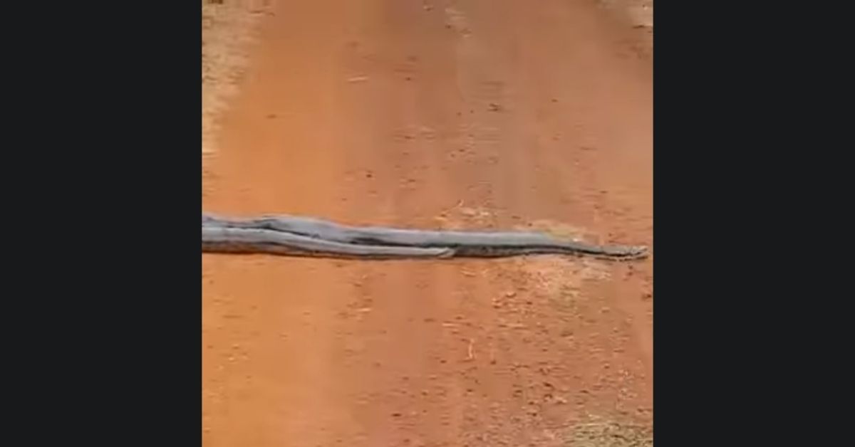 snake-road-1 Snake Road 1