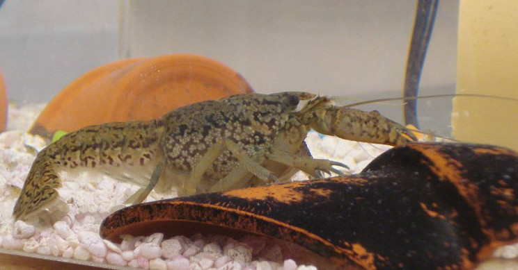 Self-Cloning Crayfish Invade a Cemetery in Belgium