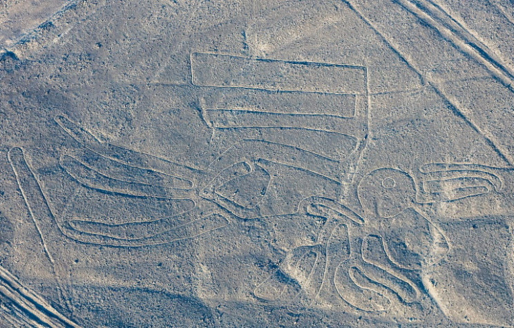 Nazca pelican Nazca pelican