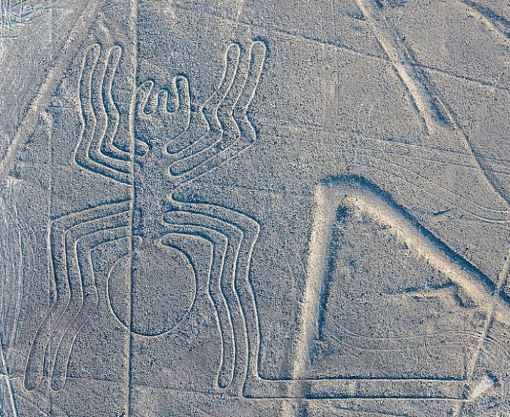 Nazca spider Nazca spider