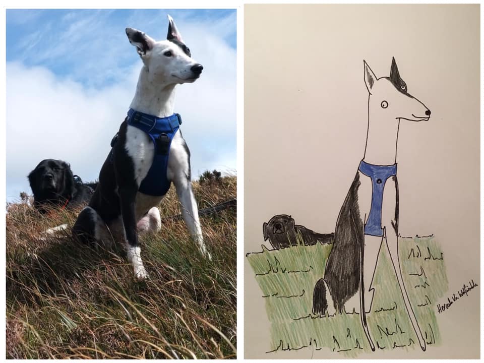 Man Raises Thousands for Charity by Drawing 'Crappy' Pet Portraits Man Raises Thousands for Charity by Drawing 'Crappy' Pet Portraits