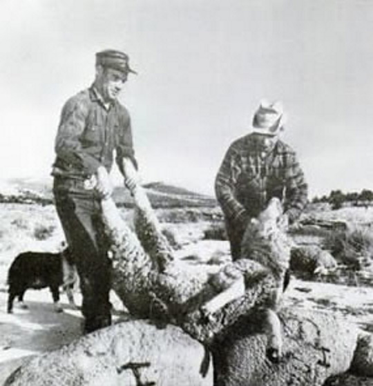 Farmer and Skull Valley sheep Farmer and Skull Valley sheep