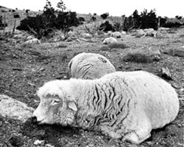 Skull Valley sheep Skull Valley sheep
