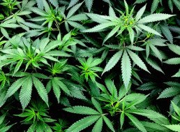 Pain Relievers from Cannabis Are 30 Times Stronger Than Aspirin, New Research Finds