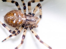 Deadly Spider Venom Could Save Heart Attack Victims