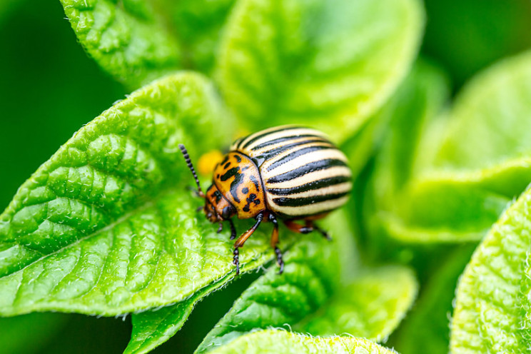 Man Creates Device to Sweep Colorado Beetles Off of His Crop Man Creates Device to Sweep Colorado Beetles Off of His Crop