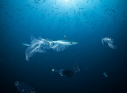 Hundreds of Sharks, Rays Ensnared In Plastic