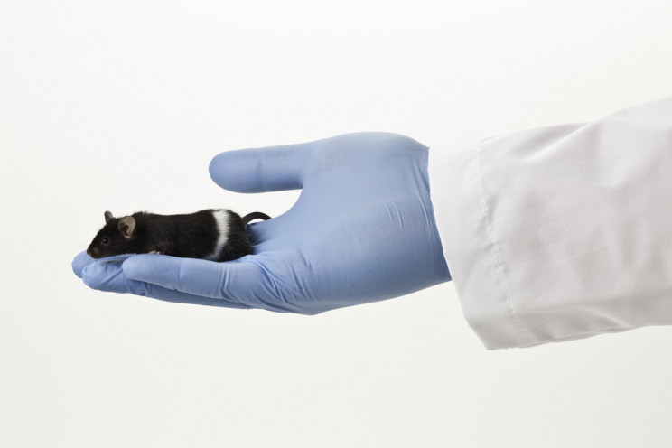 Researchers Prevent Hearing Loss in Mice With Refined Gene-Editing Tool