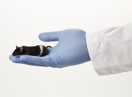 Researchers Prevent Hearing Loss in Mice With Refined Gene-Editing Tool