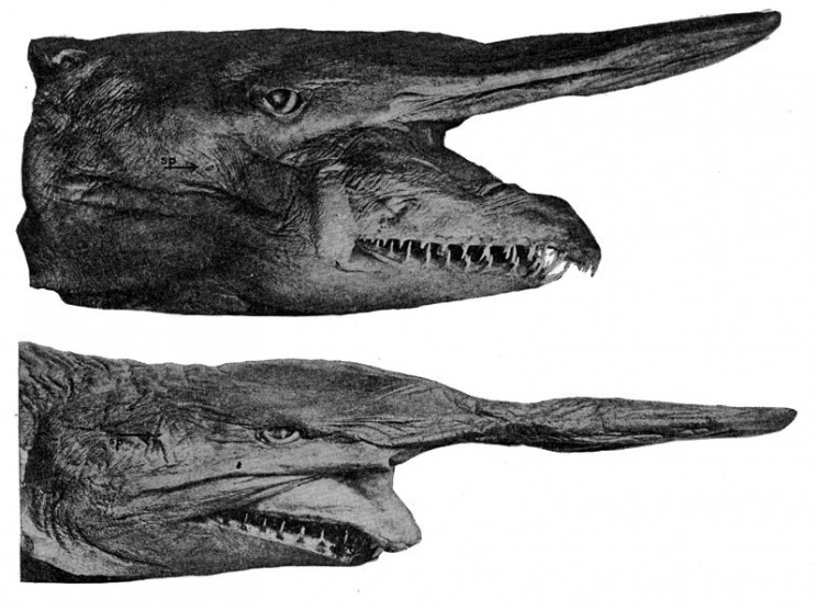 animals youve never heard of goblin shark