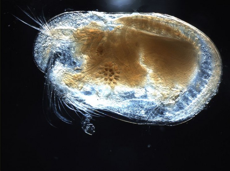 animals youve never heard of ostracod