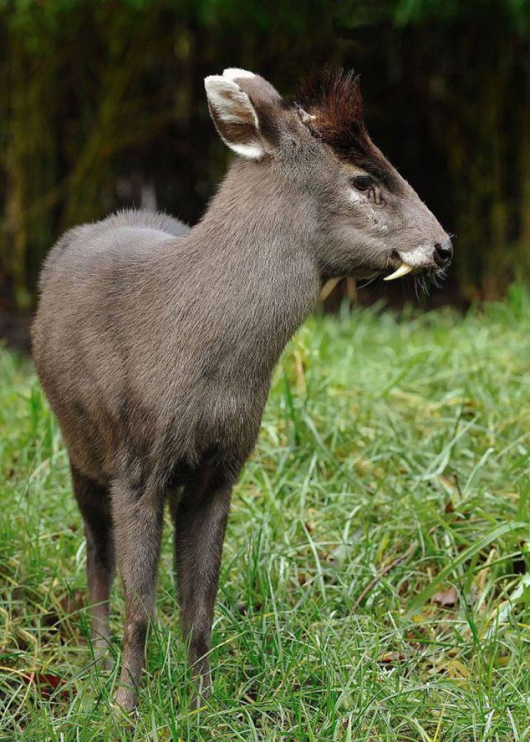 animals youve never heard of tufted deer