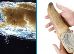 7 Mind-blowing Animals You've Probably Never Heard of