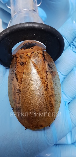 Russian Vets Operate on Pet Cockroach After Complicated Pregnancy Russian Vets Operate on Pet Cockroach After Complicated Pregnancy