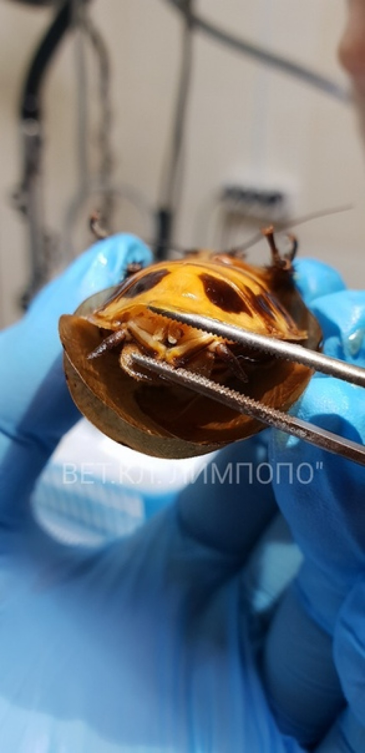 Russian Vets Operate on Pet Cockroach After Complicated Pregnancy