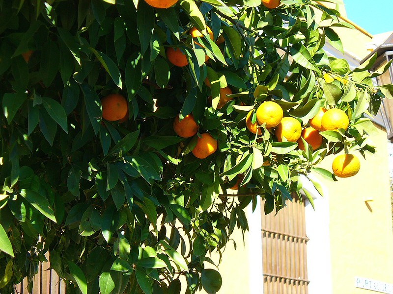 seville oranges in winter