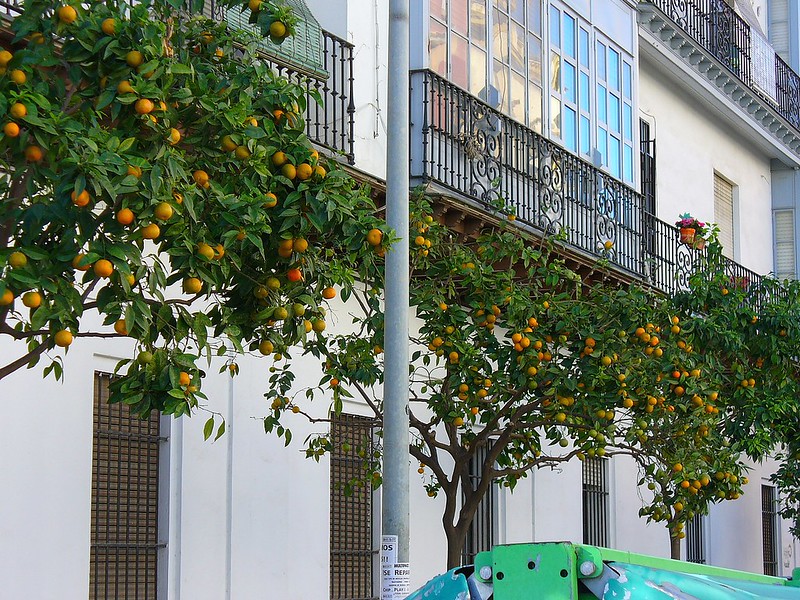fruit power seville oranges