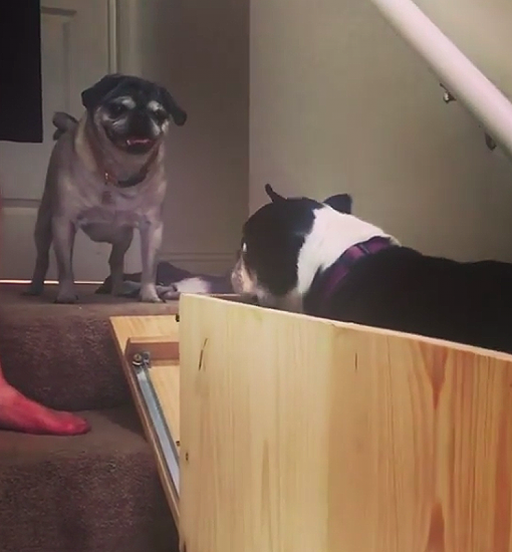 Dog Owner Builds Stairlift to Help Her Elderly Pugs Climb the Stairs Easier Dog Owner Builds Stairlift to Help Her Elderly Pugs Climb the Stairs Easier