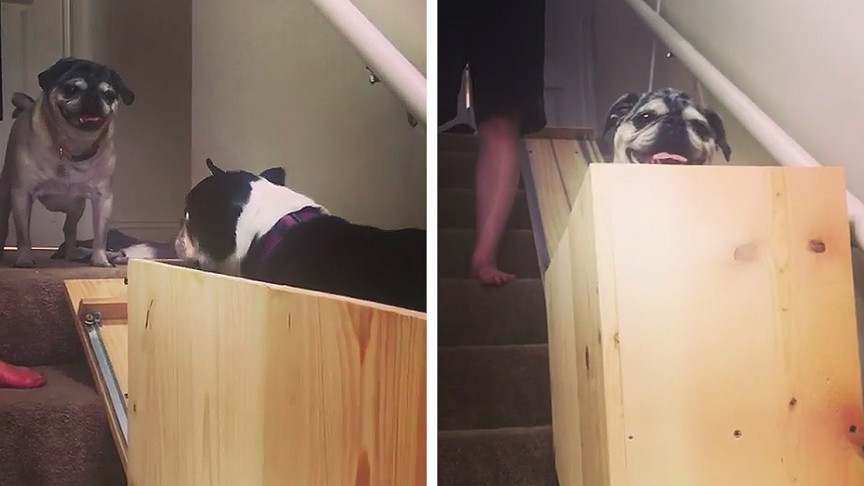 dog elevator stairs