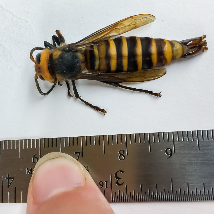 Washington State Scientists Trap First Male 'Murder' Hornet Ever Detected In U.S. Washington State Scientists Trap First Male 'Murder' Hornet Ever Detected In U.S.