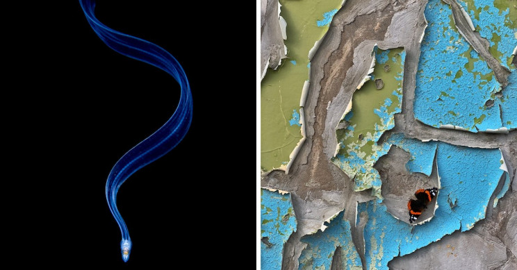 These 7 Winners of the Close-up Photographer of the Year Will Leave You Dazzled