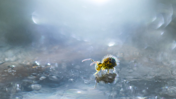 These 7 Winners of the Close-up Photographer of the Year Will Leave You Dazzled These 7 Winners of the Close-up Photographer of the Year Will Leave You Dazzled