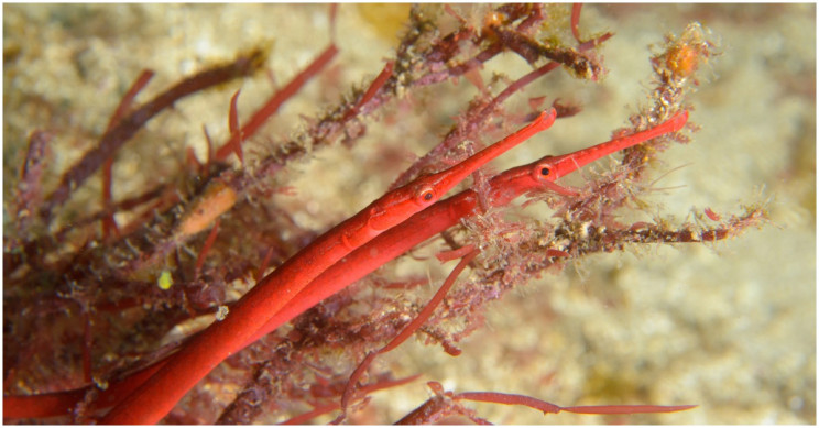 California Academy of Sciences Added 213 New Plant and Animal Species to the Tree of Life