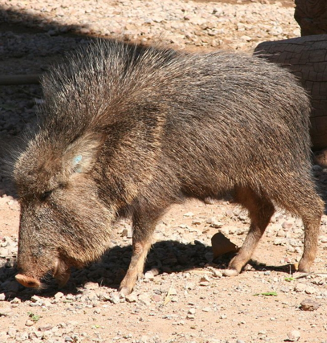 Chacoan Peccary Chacoan Peccary