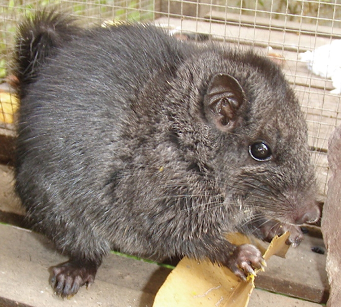 Laotian Rock Rat Laotian Rock Rat