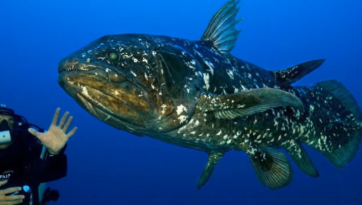 Coelacanth Coelacanth