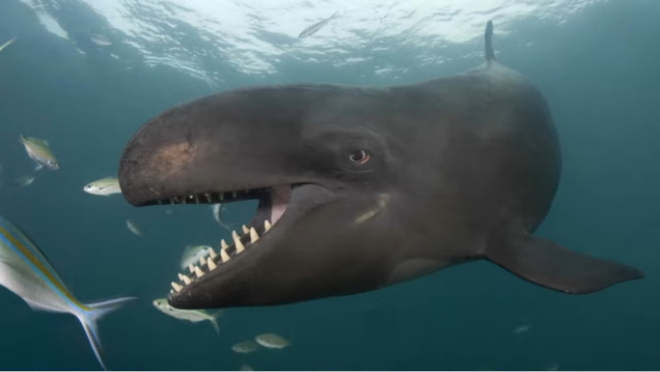 Falsa orca Falsa orca