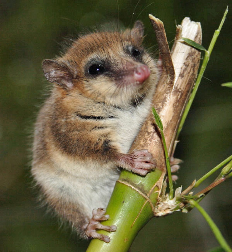Monito del Monte Monito del Monte