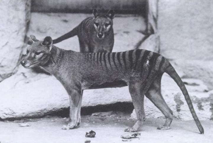 Thylacine Thylacine