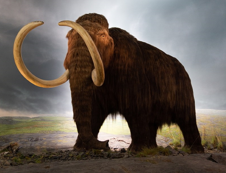 Woolly Mammoth Woolly Mammoth