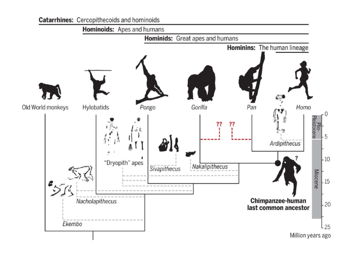 The journey from monkeys to us The journey from monkeys to us