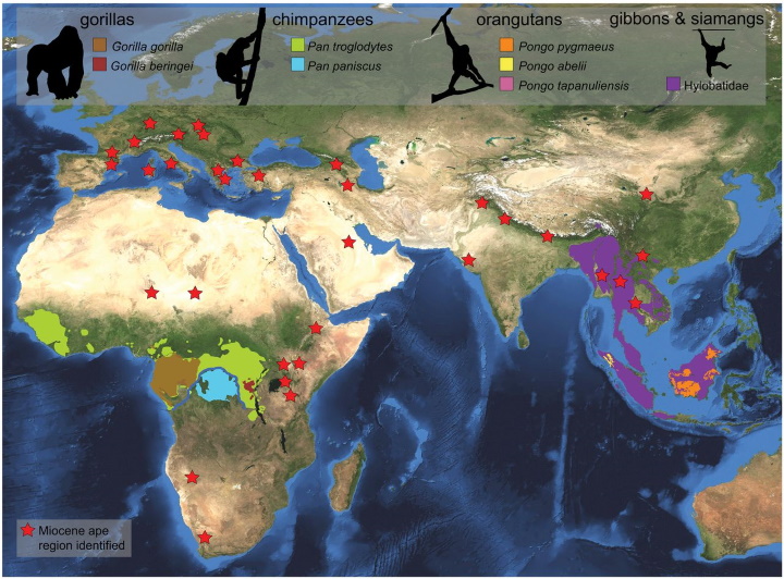 Locations of Miocene ape fossils Locations of Miocene ape fossils