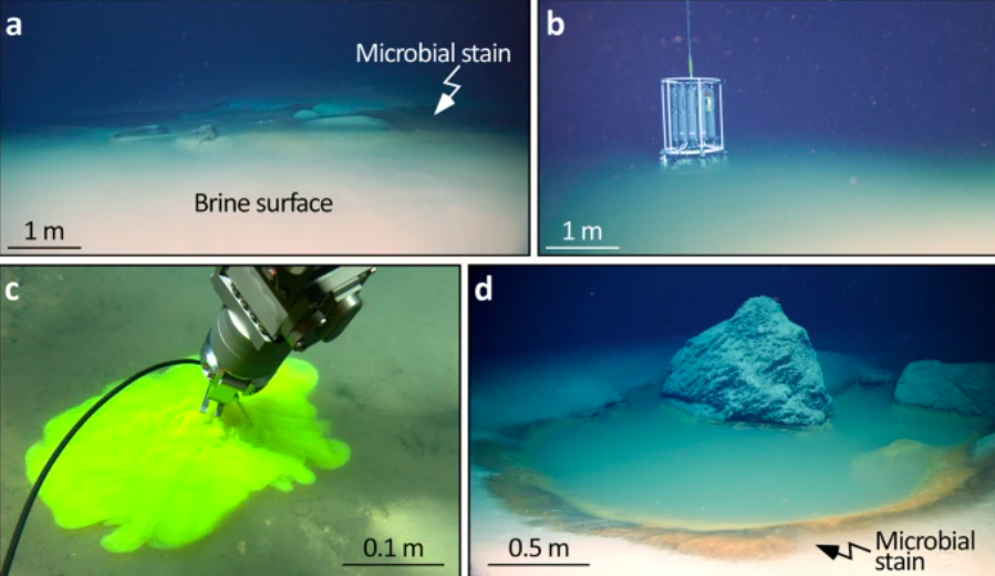 Newly discovered deadly pools beneath the ocean kill anything that swims into them Newly discovered deadly pools beneath the ocean kill anything that swims into them