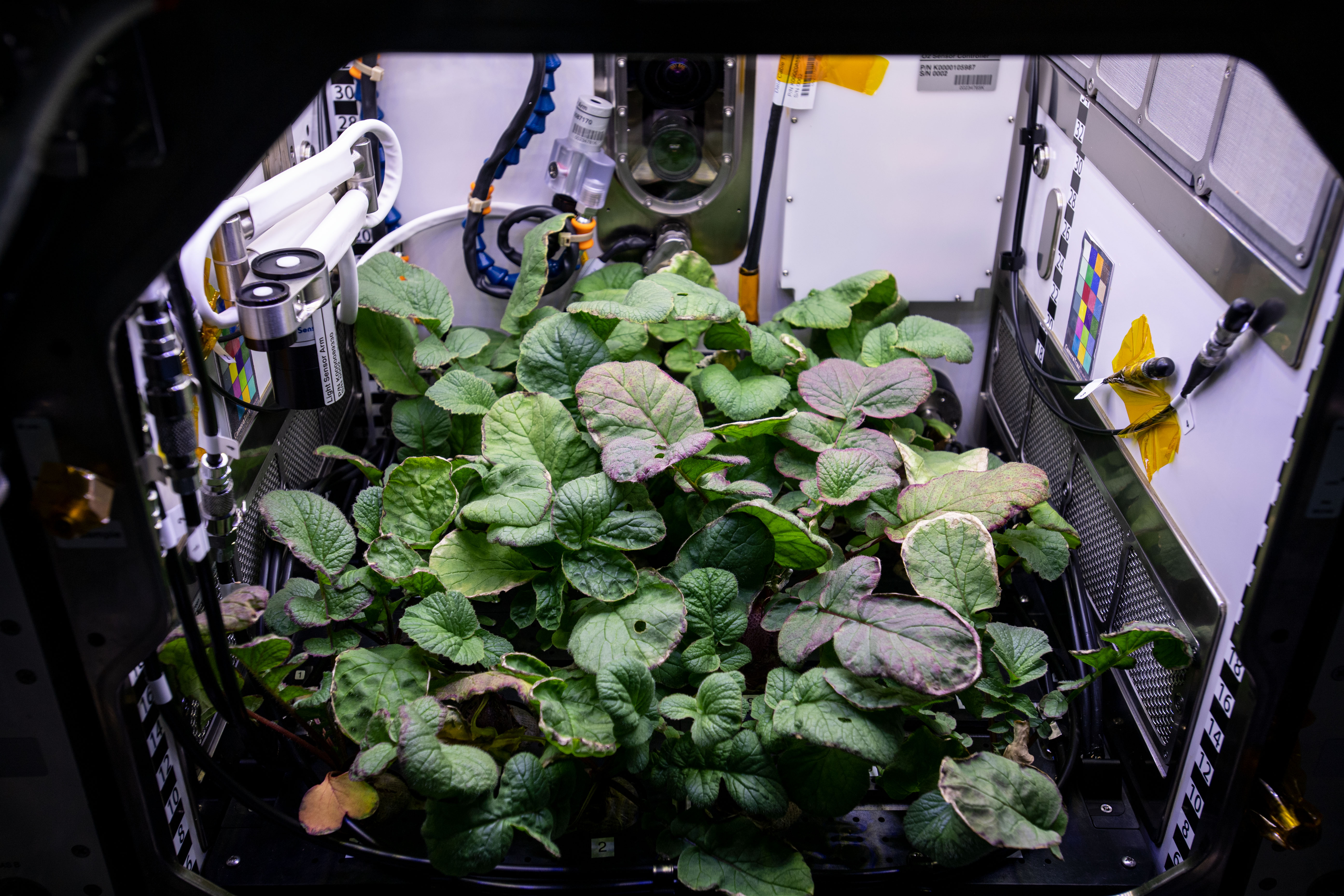 Growing Plants in Alien Soil: How Will Future Missions Feed Astronauts Growing Plants in Alien Soil: How Will Future Missions Feed Astronauts