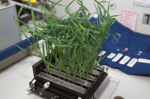 Growing Plants in Alien Soil: How Will Future Missions Feed Astronauts Growing Plants in Alien Soil: How Will Future Missions Feed Astronauts