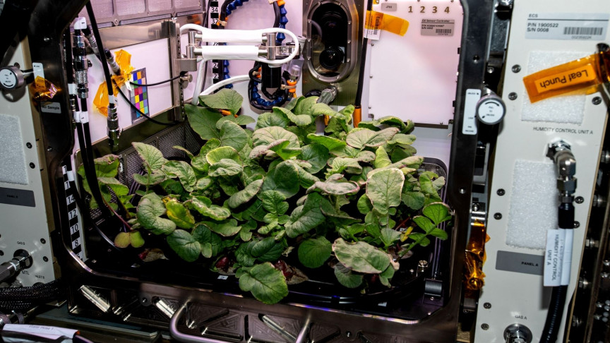 How Will We Feed Astronauts in Future Missions? - Vimarsana News