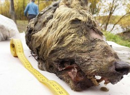 Giant 40,000 Year Old Wolf Head Found in Siberia