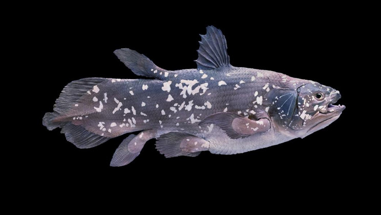 Four-Legged Fish Older Than Dinosaurs Rediscovered in Madagascar
