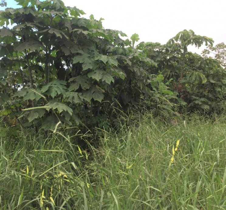 Dumping Coffee Pulp To Forests Could Boost Recovery Dumping Coffee Pulp To Forests Could Boost Recovery