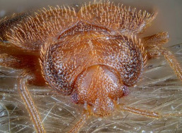 In Bed with the Enemy: A Quick Look at Bed Bugs