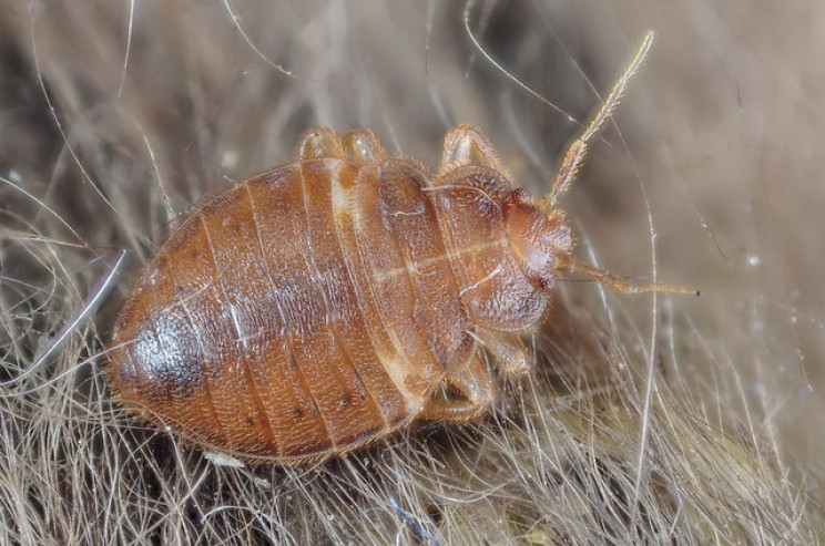 bed bug nymph