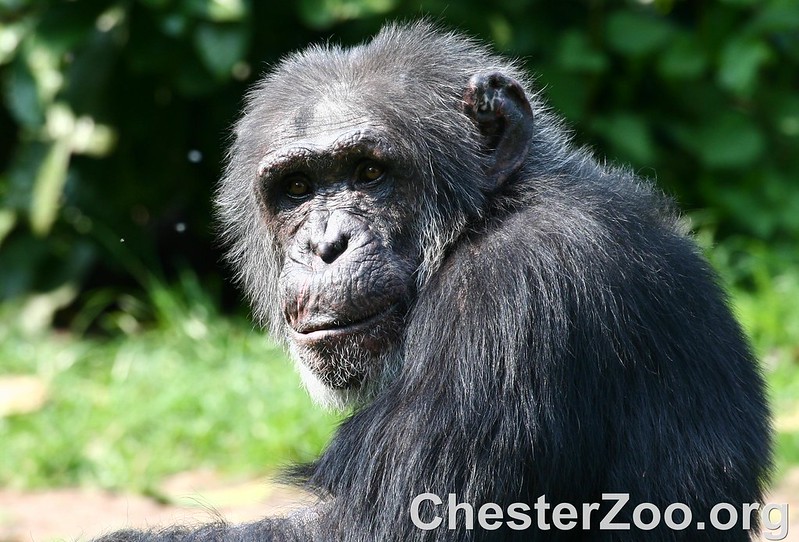 swearing is good chimp