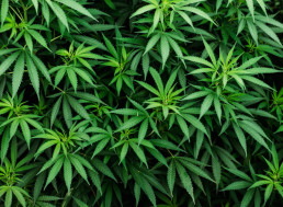 7 Cannabis Startups That Are Changing the Business with Technology
