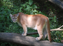 Study Links Coastal Fog with High Levels of Mercury in Mountain Lions