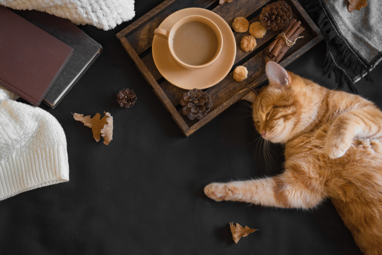 cat